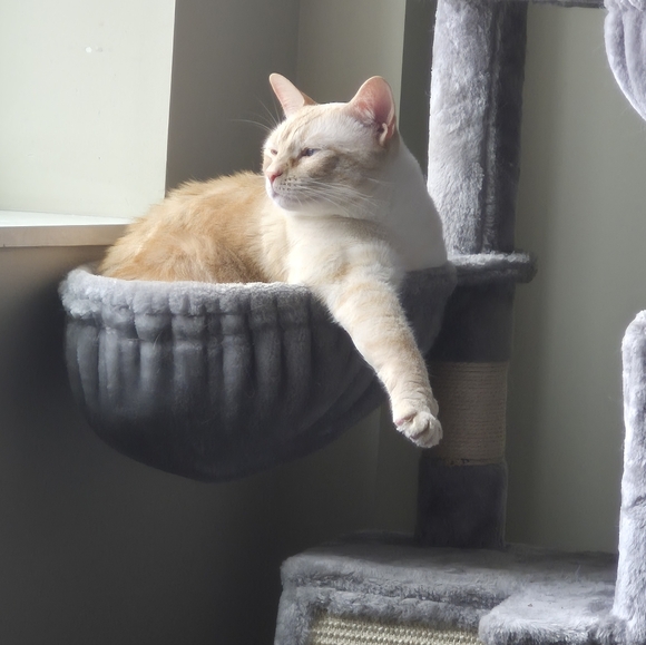 Meet your Posher, Joyce - Picture 2 of 2